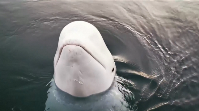 Mort du béluga Hvaldimir, soupçonné d'être un espion russe