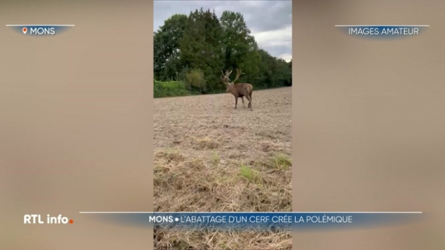 Un cerf qui errait à Mons a été abattu