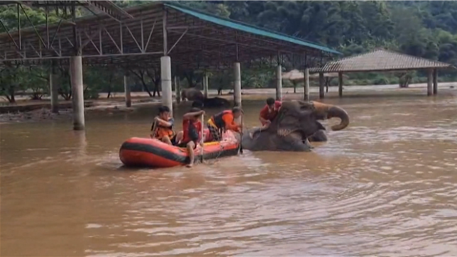 Inondations en Thaïlande : Deux éléphants se noient à Chiang Mai, des efforts de sauvetage en cours