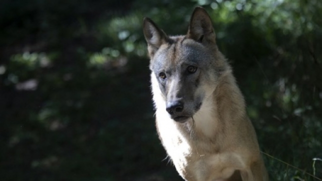 515bb941-4947-4d4a-82a5-4cabba617dcc