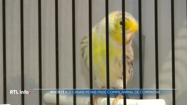 Waremme accueille les plus beaux canaris de couleur