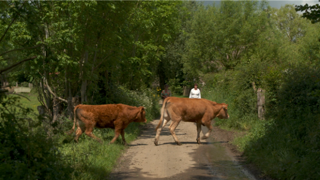 L'Amour est dans le pré: Guy, ses prétendantes et… deux vaches en cavale! Un bisou chacune si tu la retrouves
