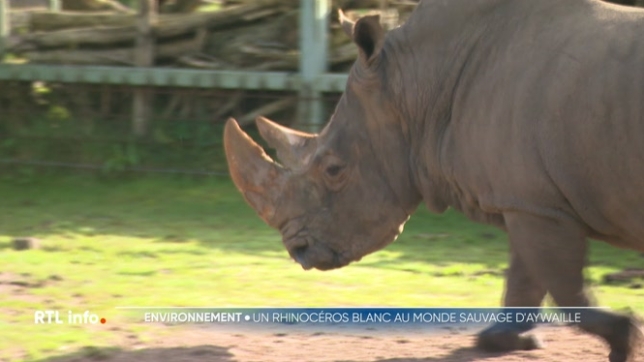 Arrivé au Monde sauvage d'Aywaille de Gilou, un rhinocéros blanc de 32 ans