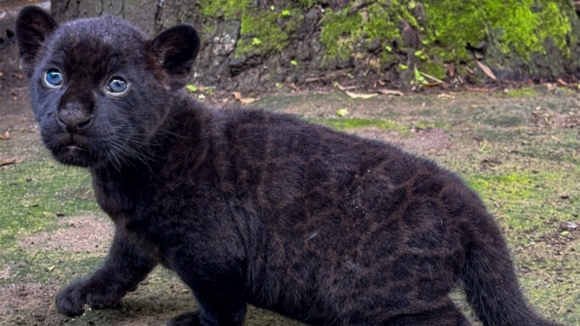 Copyright: Facebook, Zoo di Napoli