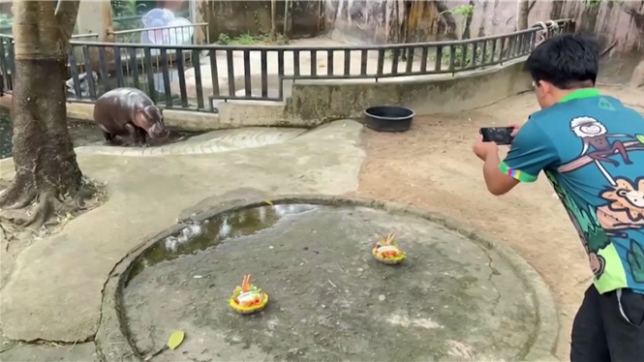 Pour le bébé hippopotame pygmée Moo Deng, star des réseaux sociaux, Donald Trump va remporter l'élection présidentielle américaine. C'est du moins ce qu'a prédit l'animal depuis son zoo de Thaïlande, lorsqu'on lui a proposé deux repas différents pour départager les deux adversaires au coude-à-coude dans les sondages.