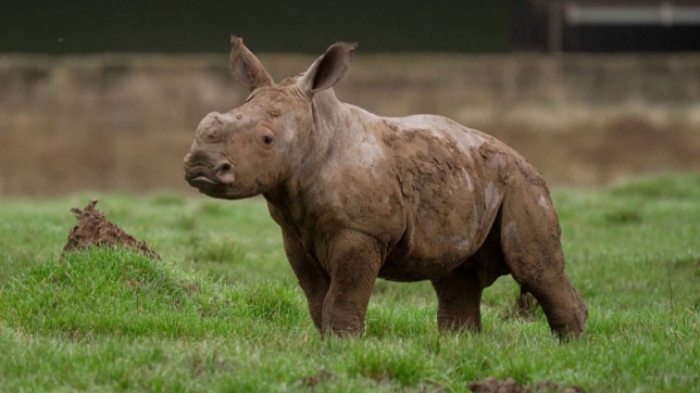 Un peu de douceur: les premiers pas d'un bébé rhinocéros blanc du Sud