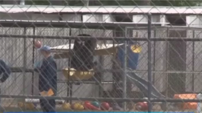 Elles se sont échappées de leur enclos laissé ouvert...