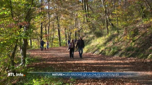 Depuis quelques semaines, la nature offre un spectacle automnal fascinant. Et pas besoin d'aller en forêt, les arbres dans les villes se parent de couleurs or et rubis. Mais pourquoi les feuilles jaunissent et tombent précisémment à cette saison ?