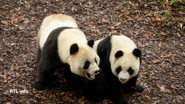 Les trois pandas géants nés à Pairi Daiza sont entrés en quarantaine dès la fin d'après-midi ce dimanche, avant leur départ vers la Chine à la mi-décembre.