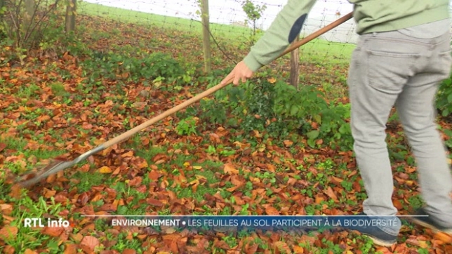 Les feuilles mortes, tombées des arbres, recouvrent de nombreuses pelouses depuis quelques semaines. Beaucoup d'entre nous prennent le temps de les ramasser. Et, mieux vaut, apparemment, éviter de les jeter.