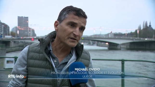 Une entreprise française a déversé par erreur 2 tonnes de latex dans la Meuse à Mouzon. La pollution est arrivée en Belgique. Les autorités françaises n'ont pas prévenu leurs homologues belges, contrairement à la procédure requise.