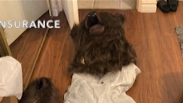 Quatre personnes soupçonnées d'avoir monté une arnaque à l'assurance ont été arrêtées en Californie mercredi, après avoir déclaré qu'un ours avait ravagé leurs voitures de luxe, alors qu'il s'agissait d'un humain déguisé en animal.