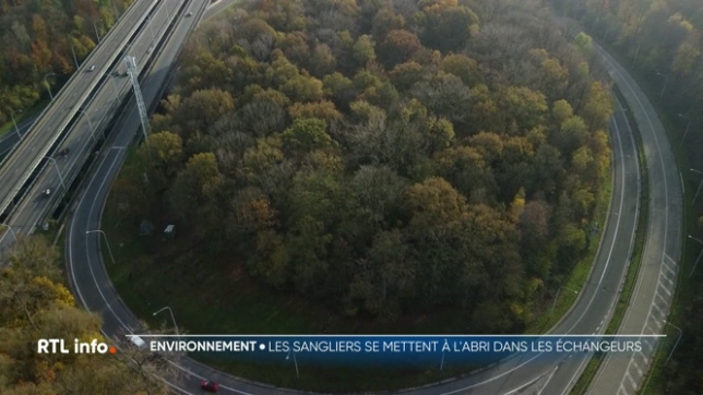 Les sangliers sont trop nombreux en Wallonie et font des dégâts. Des sangliers se cachent dans les échangeurs autoroutiers, souvent boisés, et où les chasseurs ne peuvent pas tirer.
