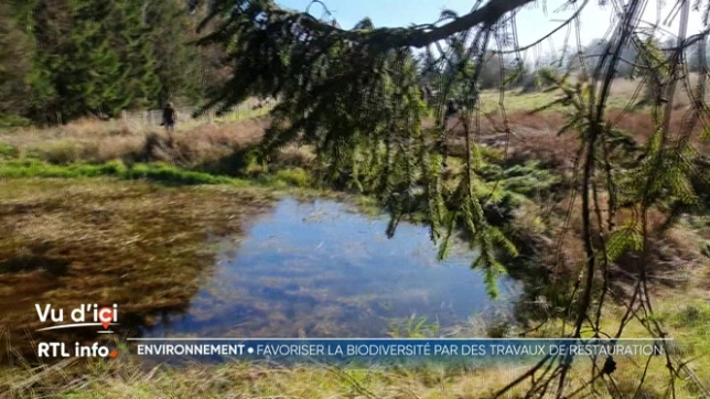 Un nouveau projet qui a pour but de protéger et de favoriser le développement de la biodiversité a démarré dans les Fagnes à Spa, sur le site de l'ancienne ferme de Malchamps. De nouveaux travaux de restauration écologique viennent en effet d'y être lancés.