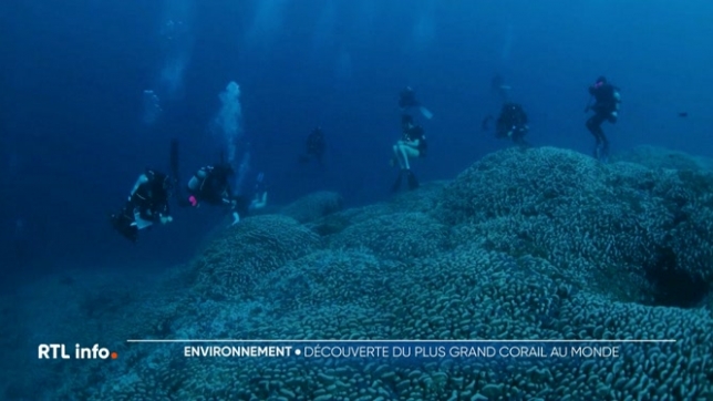 Le plus grand corail du monde découvert aux îles Salomon dans le Pacifique