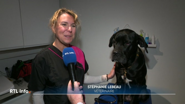 Les problèmes de surpoids, voire d'obésité, ne touchent pas que les humains mais également les chiens. 40% d'entre eux souffriraient de surcharge pondérale en Europe. Comment expliquer ce phénomène et comment y remédier ?
