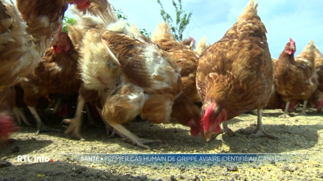 Une personne vient d'être testée positive à la grippe aviaire au Canada