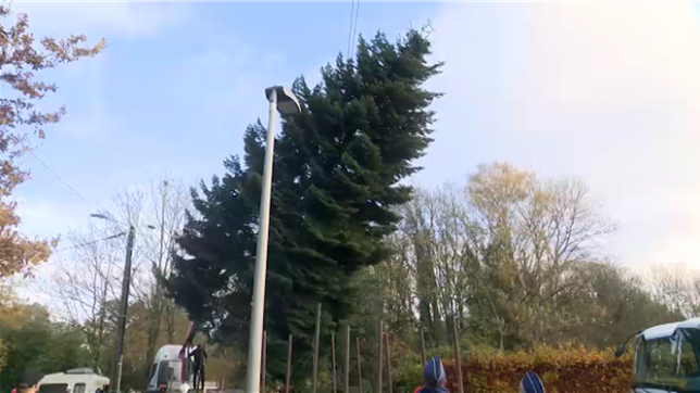 Le sapin de Noël de la Grand-Place de Bruxelles a été tronçonné, ce mercredi matin, à Rixensart. Il s'agit d'un Nordmann d'une vingtaine de mètres de haut.
