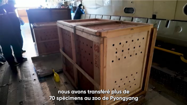 La Russie a envoyé plus de 70 animaux, dont des lions, des ours et des oiseaux, en cadeau à la Corée du Nord. Ce geste, orchestré par Vladimir Poutine, souligne le renforcement des liens entre Moscou et Pyongyang tout en soutenant le zoo central de la capitale nord-coréenne.