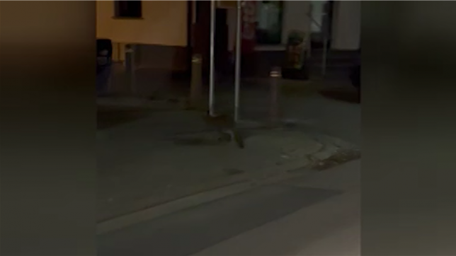 Une vidéo nous a été envoyée via le bouton orange Alertez-nous montrant un wallaby en pleine rue dans la région de Dour.