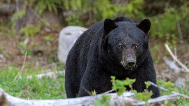 ours-noir