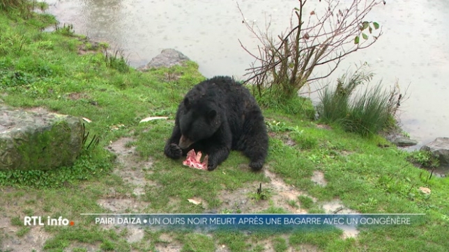 Après la bagarre entre deux ours qui a entraîné la mort d'un animal, revenons sur une situation extrêmement rare, mais pour laquelle les procédures sont très strictes; explications.
