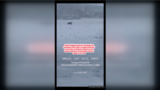 Deux pistes de l'aéroport de Roissy-Charles de Gaulle ont été fermées mardi après-midi pour attraper une chienne échappée d'un avion.