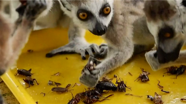 La Thaïlande renverra, dès jeudi, près d'un millier de lémuriens et de tortues vers Madagascar. Une initiative inédite dans la lutte contre le trafic d'espèces sauvages, saluée par les deux pays.