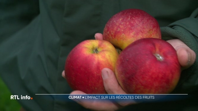 Ce climat variable et extrême affecte la récolte des fruits. Cette année, leur qualité est moins bonne. Les producteurs de pommes et de poires recherchent de nouvelles variétés plus résistantes et mieux adaptées à ce qui nous attend.