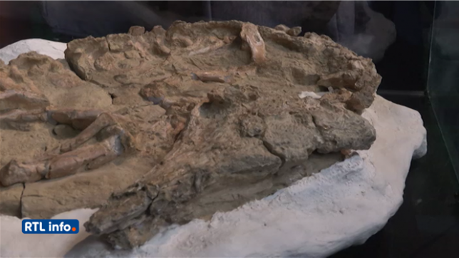 Fascinante découverte au Pérou: un fossile de crocodile datant 10 millions d'années retrouvé
