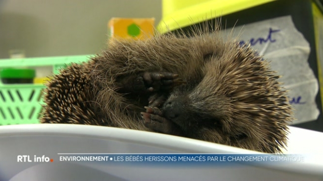 A Namur, les centres de revalidation pour animaux sauvages reçoivent un nombre important de ces petites bêtes. Les choupissons ou hérissonneaux sont des bébés hérissons. Ils sont directement victimes des dérèglements climatiques. Explications.