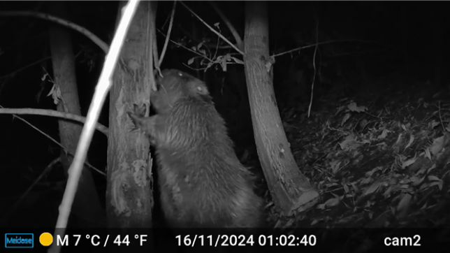 Un castor a élu domicile dans la rivière au nord de Bruxelles