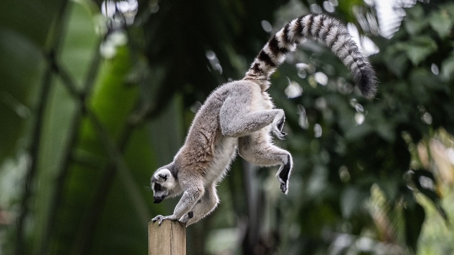 Un lémurien