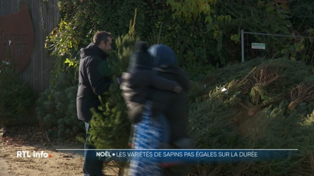 La raison : l'inflation et les conditions météorologiques. Ce qui n'empêche pas de nombreux Belges à se ruer dans les pépinières et les commerces spécialisés. Mais à ce prix là, autant bien le choisir, surtout si on veut qu'il tienne au minimum jusqu'au 25 décembre prochain.