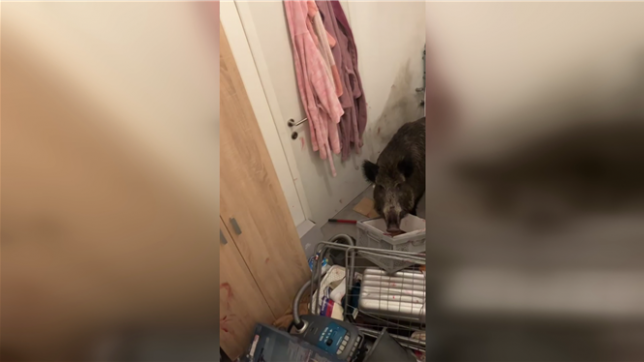 Un sanglier s’introduit dans une maison à Wanze: l'animal finalement euthanasié