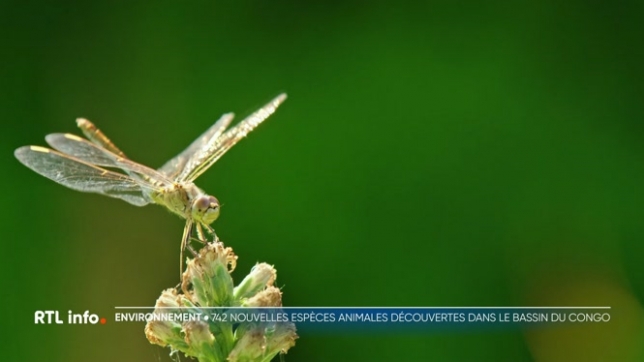 Pas moins de 742 nouvelles espèces ont été découvertes entre 2013 et 2023 dans le bassin du Congo, ressort-il d'un rapport du WWF publié mardi.