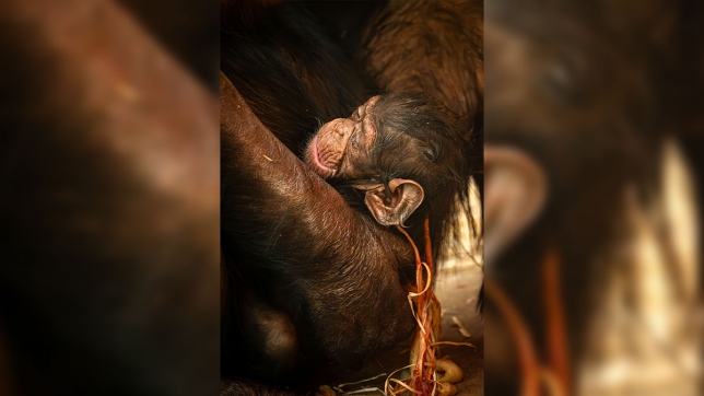 "C'est tellement émouvant": une chimpanzé accouche de son tout premier petit au Zoo d'Anvers