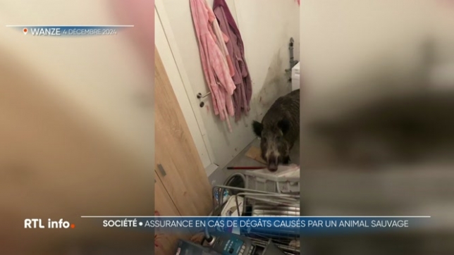 A Wanze, un logement a été entièrement dévasté par un sanglier. L'animal était en panique et effrayé, sans doute par les chasseurs présents à proximité. Il est entré et a tout saccagé. Mais les assurances refusent d'intervenir et d'indemniser la locataire.