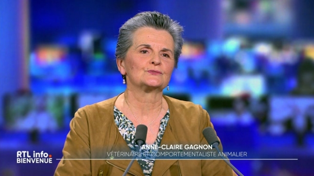 On retrouve en plateau Anne-Claire Gagnon, vétérinaire et comportementaliste animalière, afin de présenter son livre Ainsi sont les chats.