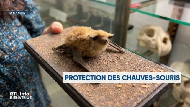 Le tour des régions de ce lundi 9 décembre 2024 passe par Liège, Namur et Malmedy.