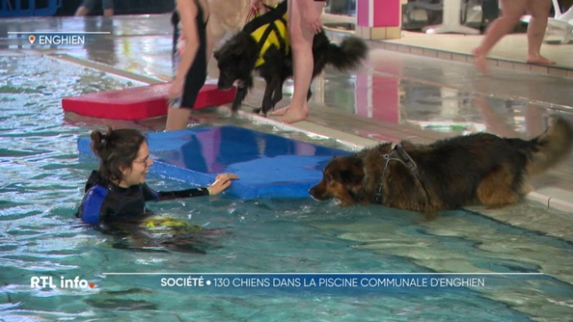 A la veille du grand entretien de la piscine, les chiens étaient autorisés à patauger dans le bassin avec leur maître. Cinq créneaux horaires étaient prévus en fonction du gabarit des chiens. En marge de l'opération, des dons sont récoltés en faveur du Refuge des Collines de Lessines.