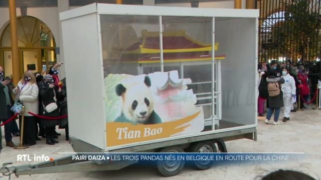 Tian Bao, Bao Di et Bao Mei, 3 pandas du Parc Pairi Daiza, ont quitté notre pays. Ils ont pris l'avion en direction de la Chine, une contrée inconnue pour ces animaux nés en captivité chez nous. Public fidèle et soigneurs ont tenu à leur dire adieu, non san émotion.