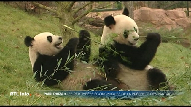 Même si elle est difficilement quantifiable, la présence des pandas à Pairi Daiza a eu un impact sur la fréquentation du parc. On est passé de 1,3 million de visiteurs en 2014, à 2,3 millions en 2023. Quant au chiffre d’affaires, il a bondi de 23 millions € en 2014 à 117 millions € en 2023.