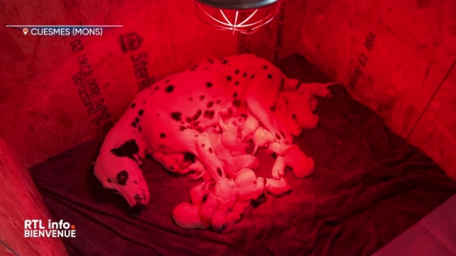 Le tour des régions de ce mercredi 11 décembre nous emmène à Dinant, Martelange et Cuesmes.