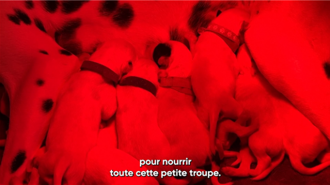 À Cuesmes, près de Mons, Perdita, une dalmatienne de 2 ans et demi, a donné naissance à 19 chiots après 11 heures de mise bas, égalant le record mondial !