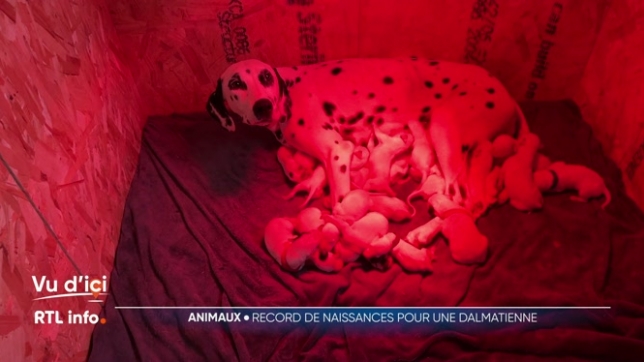 Perdita, une Dalmatienne élevée à Cuesmes (Mons), a mis au monde 19 chiots, égalant ainsi le record du monde. Pour assurer la viabilité de cette portée inédite et non sans risque pour la mère, leurs propriétaires se sont littéralement coupés en 4.