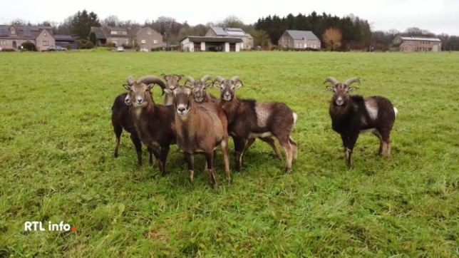 Ils sont plusieurs dizaines à l'état sauvage et commettent des dégâts dans les prairies et les champs. Chasseurs et protecteurs des animaux, s'opposent sur place.