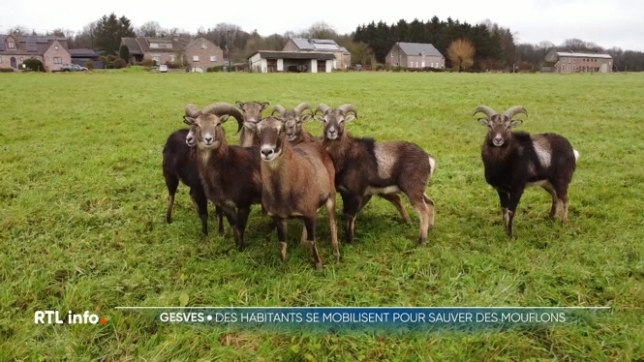 Ils sont plusieurs dizaines à l'état sauvage et commettent des dégâts dans les prairies et les champs. Chasseurs et protecteurs des animaux, s'opposent sur place.