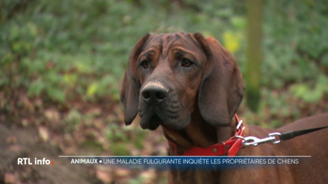 La maladie d’Aujeszky ou pseudo-rage chez le chien est fulgurante et inquiète certains propriétaires de chiens en Wallonie. Elle est très virulente pour les chiens mais, heureusement, ne se transmet pas à l'homme.