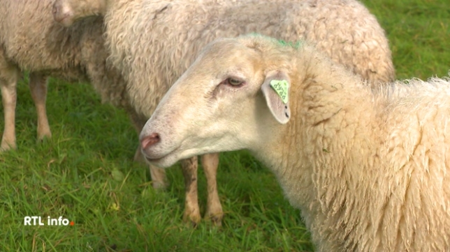 La commission de la Santé de la Chambre a adopté une proposition de loi du MR rendant obligatoire, à partir du 1er janvier 2025, la vaccination des bovins et des ovins contre la fièvre catarrhale. Le financement sera directement attribué au vétérinaire. Explications.